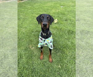 Doberman Pinscher Dogs for adoption in Buffalo, MN, USA