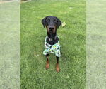 Small Doberman Pinscher