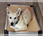 Small #6 American Pit Bull Terrier-German Shepherd Dog Mix