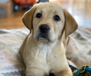 Labrador Retriever Puppy for sale in DECATUR, TN, USA
