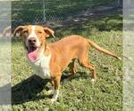 Small #1 American Foxhound Mix