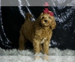 Small #3 Goldendoodle (Miniature)