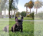 Small Photo #6 French Bulldog Puppy For Sale in SAN BERNARDINO, CA, USA
