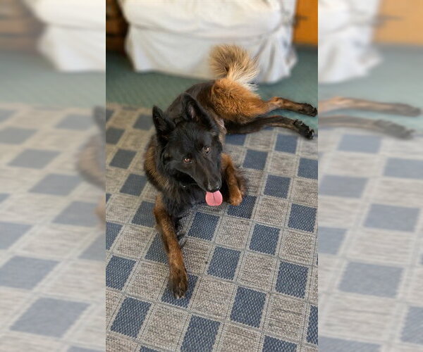 Medium Photo #2 Mutt Puppy For Sale in Fremont, CA, USA
