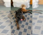 Small #1 Mutt