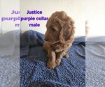 Puppy Justice Goldendoodle