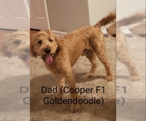 Father of the Goldendoodle puppies born on 05/31/2022