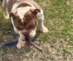 Father of the Olde English Bulldogge puppies born on 08/12/2026