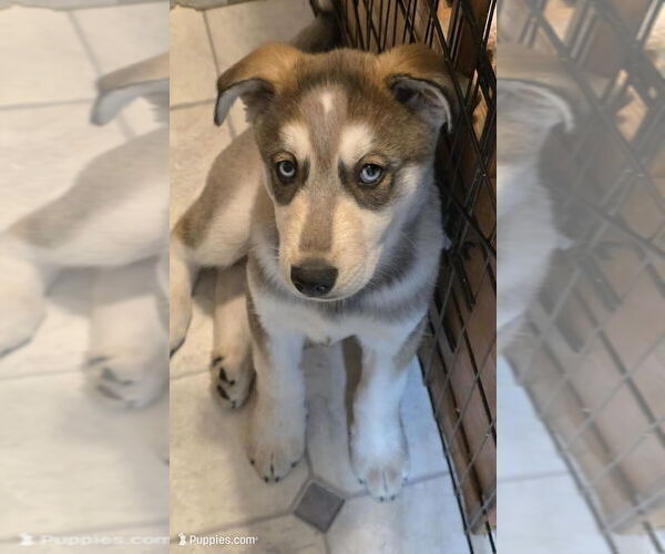 Medium Photo #2 Golden Shepherd-Siberian Husky Mix Puppy For Sale in MENASHA, WI, USA