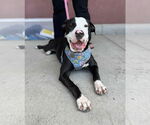 Small #4 American Pit Bull Terrier Mix