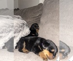 Small #32 Rottweiler