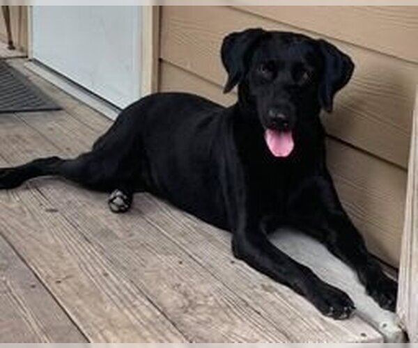 Medium Photo #4 Labrador Retriever-Unknown Mix Puppy For Sale in Brewster, NY, USA