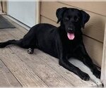 Small #3 Labrador Retriever Mix