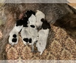 Small Photo #35 German Wirehaired Pointer Puppy For Sale in PAOLA, KS, USA