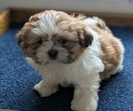 Puppy Yeti Shih Tzu