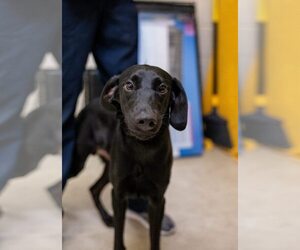 Labrador Retriever-Unknown Mix Dogs for adoption in Rowlett, TX, USA