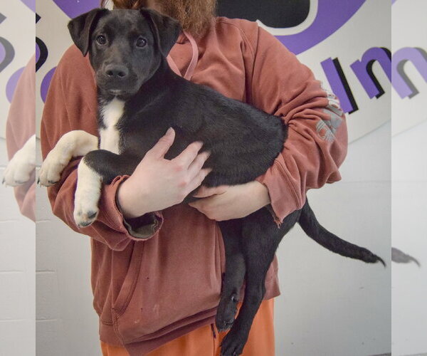 Medium Photo #2 Labrador Retriever Puppy For Sale in Huntley, IL, USA