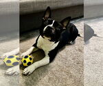 Small #2 American Staffordshire Terrier-Boston Terrier Mix