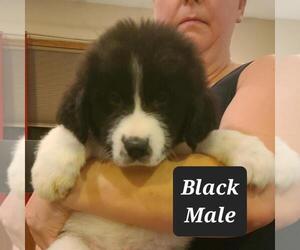 Great Pyrenees-Newfoundland Mix Puppy for Sale in BERESFORD, South Dakota USA
