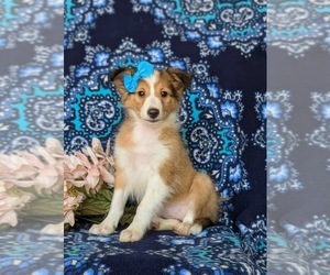 Shetland Sheepdog Puppy for sale in KIRKWOOD, PA, USA
