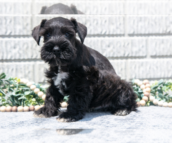 Medium Photo #2 Schnauzer (Miniature) Puppy For Sale in BALTIC, OH, USA