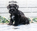 Small #1 Schnauzer (Miniature)