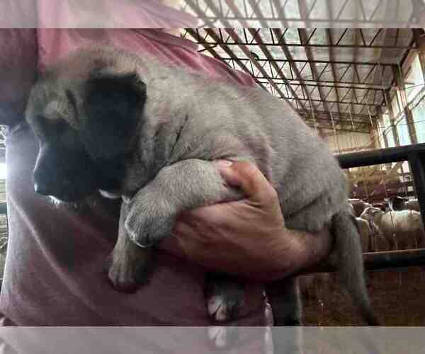 Medium Photo #1 Kangal Dog Puppy For Sale in THURMONT, MD, USA