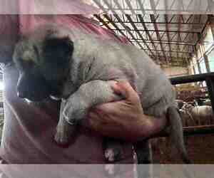 Kangal Dog Puppy for sale in THURMONT, MD, USA