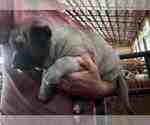 Image preview for Ad Listing. Nickname: Kangal puppy