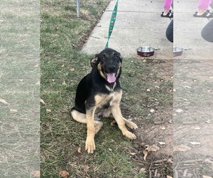 Euro Mountain Sheparnese Dogs for adoption in Holly Springs, NC, USA