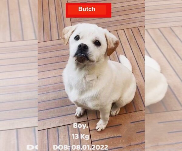 Medium Photo #1 American Bulldog-Labrador Retriever Mix Puppy For Sale in West Hollywood, CA, USA