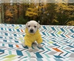 Small Photo #1 Labrador Retriever Puppy For Sale in DINGMANS FERRY, PA, USA