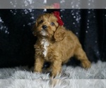 Small Photo #54 Cavapoo Puppy For Sale in WARSAW, IN, USA
