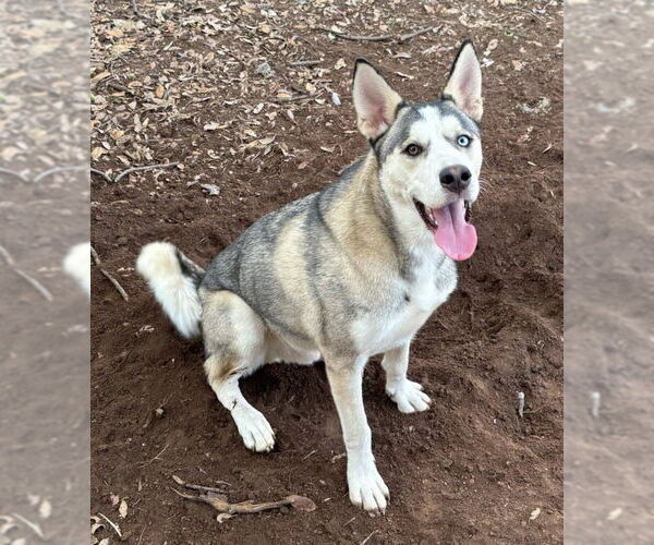 Medium Photo #1 Siberian Husky Puppy For Sale in Carrollton, TX, USA