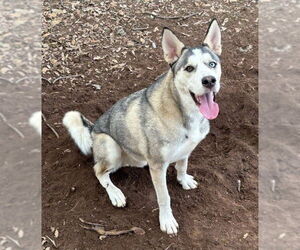 Siberian Husky Dogs for adoption in Carrollton, TX, USA