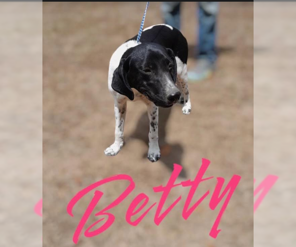 Medium Photo #10 Beagle-Unknown Mix Puppy For Sale in Cranston, RI, USA