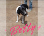 Small Photo #10 Beagle-Unknown Mix Puppy For Sale in Cranston, RI, USA
