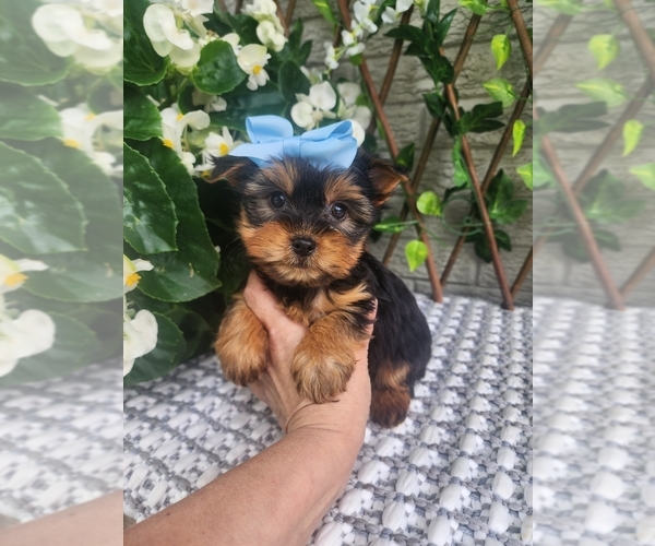 Medium Photo #2 Morkie Puppy For Sale in INDIANAPOLIS, IN, USA