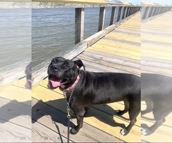 Medium Photo #2 Mutt Puppy For Sale in Rockville, MD, USA