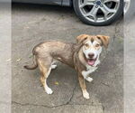 Small #4 Mutt