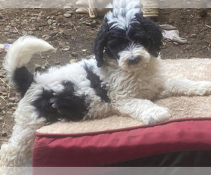 Bernedoodle Dogs for adoption in VENETA, OR, USA