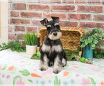 Small #3 Schnauzer (Miniature)