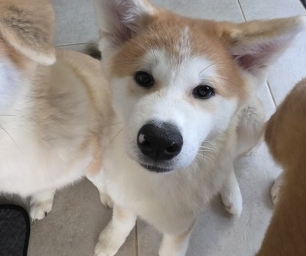 Medium Photo #1 Akita Puppy For Sale in EDGEWATER, FL, USA
