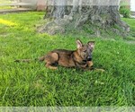 Small Photo #6 German Shepherd Dog Puppy For Sale in FREDERICKTOWN, OH, USA
