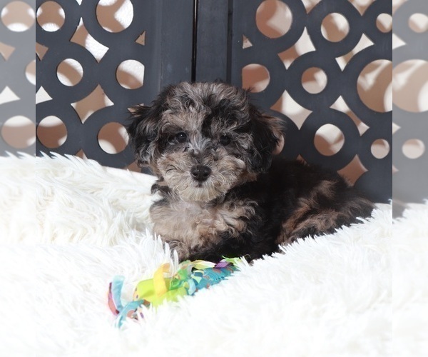 Medium Photo #1 Poochon Puppy For Sale in MOUNT VERNON, OH, USA