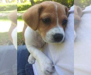 Beagle Puppy for sale in CHINO HILLS, CA, USA