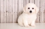 Small Photo #1 Bichon Frise Puppy For Sale in MOUNT VERNON, OH, USA