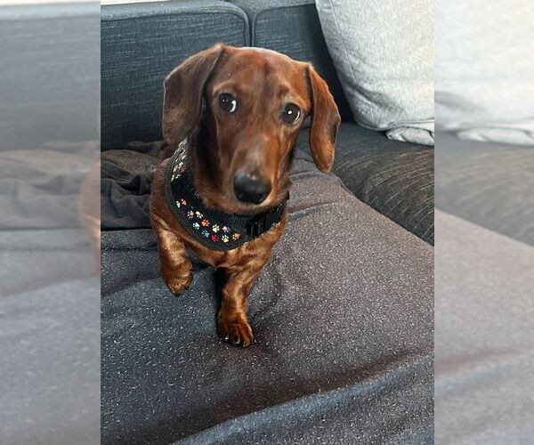 Medium Photo #8 Dachshund Puppy For Sale in St. Louis Park, MN, USA