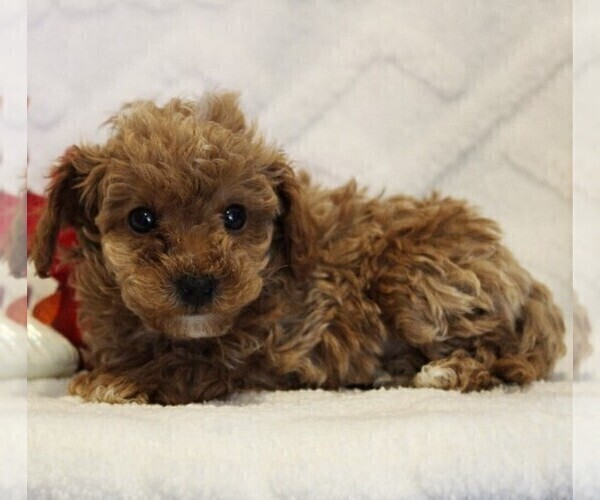 Medium Photo #9 Poodle (Toy) Puppy For Sale in COATESVILLE, PA, USA