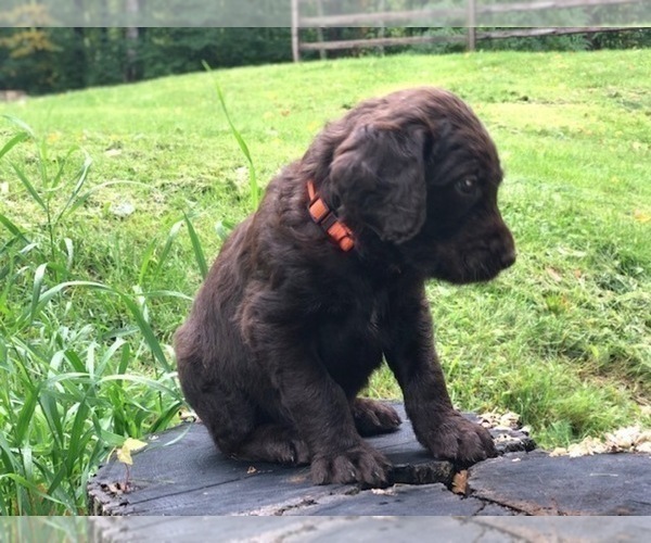 Medium Photo #6 Labradoodle Puppy For Sale in SAGINAW, MN, USA